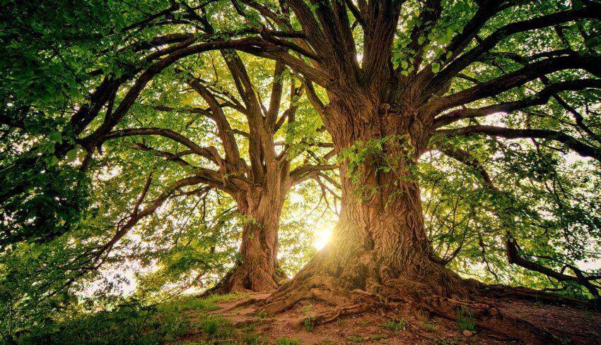 trees-3822149_1280